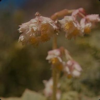 [Hillebrandia sandwicensis close-up from ʻĀinahou Ranch House, United States]