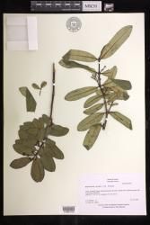 Euphorbia rockii