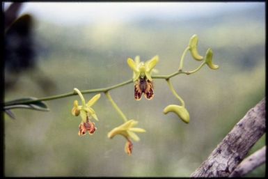 Dendrobium sp.