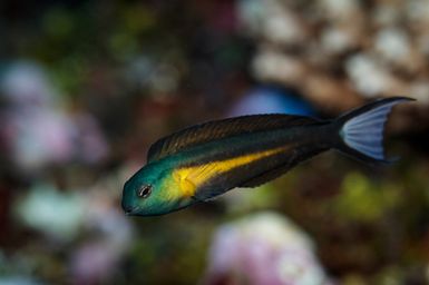 Meiacanthus bundoon (Bundoon Fangblenny) during the 2017 South West Pacific Expedition.