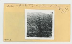 [Hibiscus arnottianus in Hawaii, envelope IE28-101]