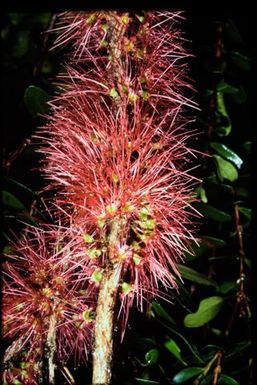 Flowering Metrosideros