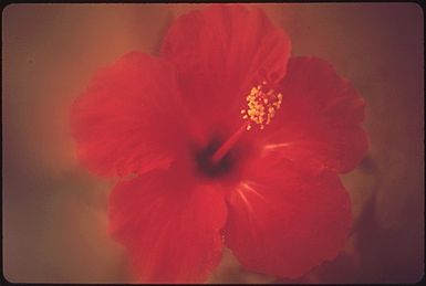 HIBISCUS FLOWERS THRIVE ON ALL THE ISLANDS