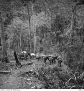 1942-10-09. THE "PONY EXPRESS" MAKING IT'S WAY THROUGH THE JUNGLE TO DELIVER SUPPLIES TO TROOPS IN FORWARD AREAS IN NEW GUINEA. (NEGATIVE BY BOTTOMLEY)