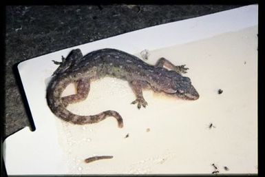 Gecko caught in sticky trap