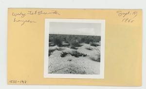 [Wedge-tail shearwaters in Hawaii, envelope IE30-197]