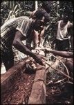 Canoe-building: Mogiovyeka attaches the 'duku' vine that will be used to pull the roughly carved canoe through the forest to the nearest inlet