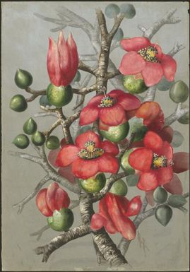 Bombax ceiba L. syn. Bombax malabaricum, family Malvaceae, New Guinea and Thursday Island, 1916? / Ellis Rowan