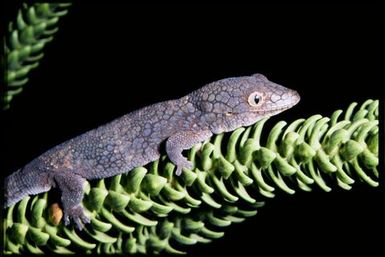 Eurydactylodes agricolae