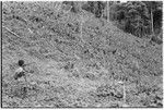 Boy in taro gardens