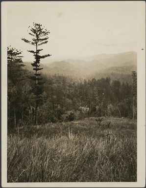 Klinki pine forests, Wau, New Guinea, 1933 / Sarah Chinnery