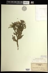 Selaginella arbuscula