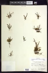 Adenophorus oahuensis