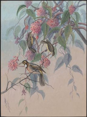 Honey eaters (Stigmatops kebirensis), Papua New Guinea, 1917 / Ellis Rowan