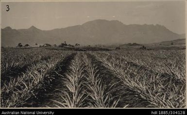 Double row in spacing trial area