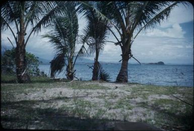 Beaches near Port Moresby, four palm trees in the wind : Papua New Guinea, 1953 / Terence and Margaret Spencer