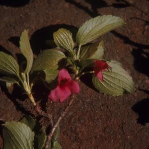 [Geranium arboreum close-up in Polipoli Spring State Recreation Area, United States]