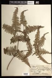 Dicranopteris linearis f. emarginata