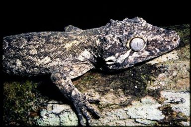 Rhacodactylus auriculatus