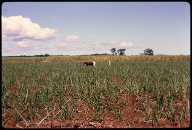 Ploughing in Fiji, 1971