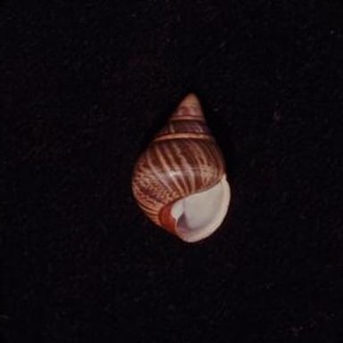 [Achatinella shell on Oahu Island, United States]