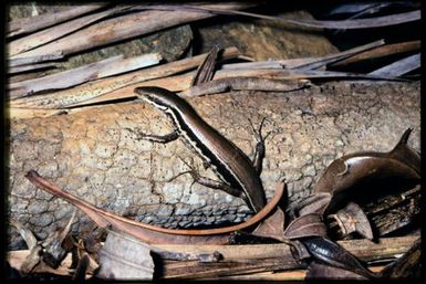 Lioscincus vivae