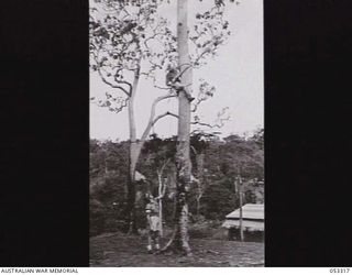 SOGERI VALLEY, NEW GUINEA. 1943-06-26. SERGEANT A. L. HEATH OF THE NEW GUINEA FORCE SCHOOL OF SIGNALS, PASSES UP AN INSULATOR BY MEANS OF A HAULING ROPE, TO TX384 SERGEANT N. B. HAMMOND