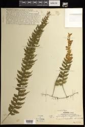 Hymenophyllum longifolium