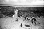 Vae having fed her chickens (Note gabion sea wall at rear).