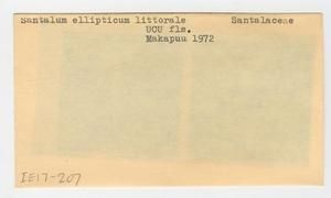 [Santalum ellipticum in Hawaii, envelope IE17-207]