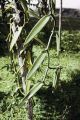 French Polynesia, close-up of vanilla bean vine growing on Moorea Island