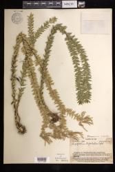 Phlegmariurus trifoliatus