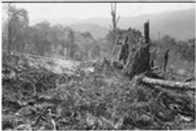 Gardening: man uses slash-and-burn technique to clear garden land