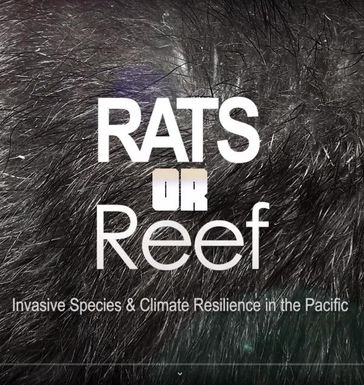 Rats or reefs - Invasive species and climate change in the Pacific