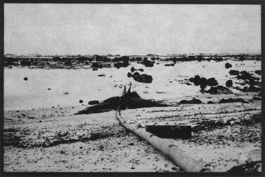 Nauru (fallen palm, reef)