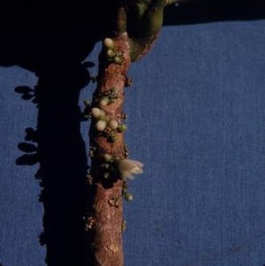 [Platydesma cornuta close-up from Castle Trail, United States] BRIT-A-AR003-012-02-026