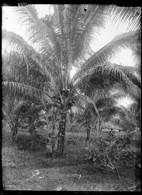 Coconut Palm on New Britain