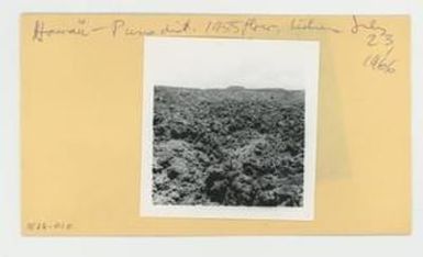[Lichens amidst 1955 Puna lava flow in Hawaii, envelope IE26-010]