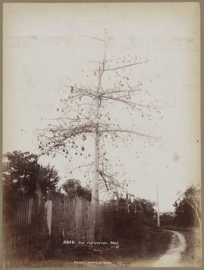 The Fiji cotton tree, approximately 1890 / Charles Kerry