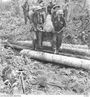 BUNA AREA, PAPUA, 1942-12-28. PREPARING THE WAY FOR FURTHER TANK ATTACKS AGAINST JAPANESE POSITIONS AT BUNA. AUSTRALIAN INFANTRY LAYING FELLED COCONUT TREES ACROSS A BOGGY AREA. (PHOTOGRAPHER: G. ..