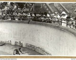 SYDNEY, NSW. 1944-01-26. AUSTRALIAN AND NEW GUINEA ADMINISTRATION UNIT NATIVES FEEDING THE MONKEYS AT TARONGA PARK ZOO