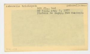 [Amborella trichopoda in New Caledonia, envelope IE41-177]