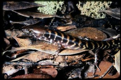 Skink sp.