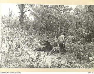 JACQUINOT BAY, NEW BRITAIN. 1944-11-26. TROOPS OF THE 13TH FIELD COMPANY HACKING A CLEARING FROM THE JUNGLE REGROWTH ON WUNUNG PLANTATION FOR THEIR NEW CAMP NEAR SWAN BEACH
