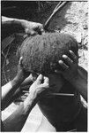 Pig festival, wig ritual, Tsembaga: man's hair is attached to wig frame