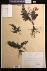 Abrodictyum dentatum