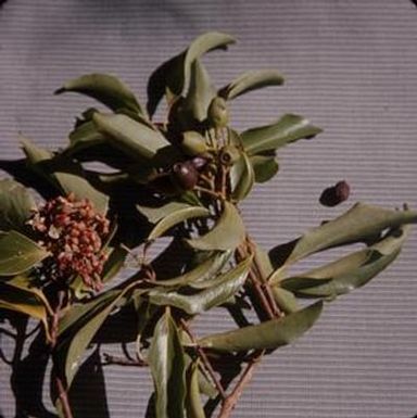 [Santalum branch close-up from Kunia Trail, United States]