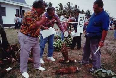 Weighing taro