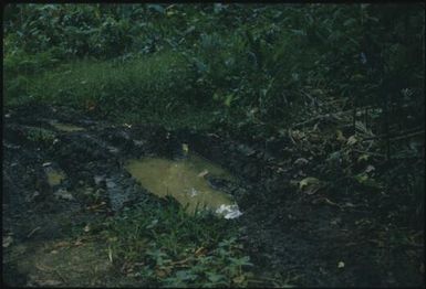 Anopheline breeding places (2) : Buka Island, Bouganville, Papua New Guinea, 1960 / Terence and Margaret Spencer