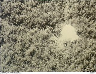 WEWAK AREA, NORTH EAST NEW GUINEA. C. 1945-06. A RAAF CAMERAMAN, IN A PROTECTING AIRCRAFT, PHOTOGRAPHED LIEUTENANT (LT) CARTER STANDING ALONGSIDE HIS PARACHUTE, WHICH HE HAD SPREAD ON THE GROUND AS ..